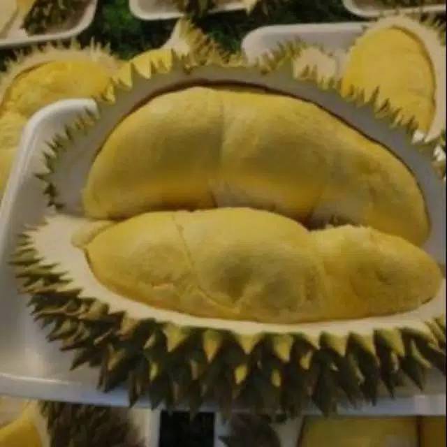 Bibit durian bawor okulasi cepat berbuah