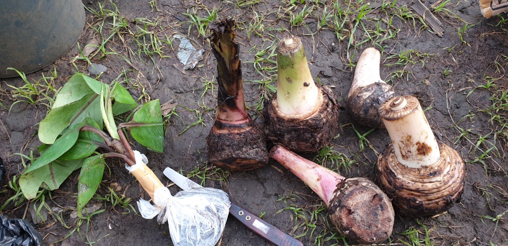 Bibit Unggul !!!, Jual Bibit Pisang Susu Merah, Jual Bibit Pisang Kidang Merah