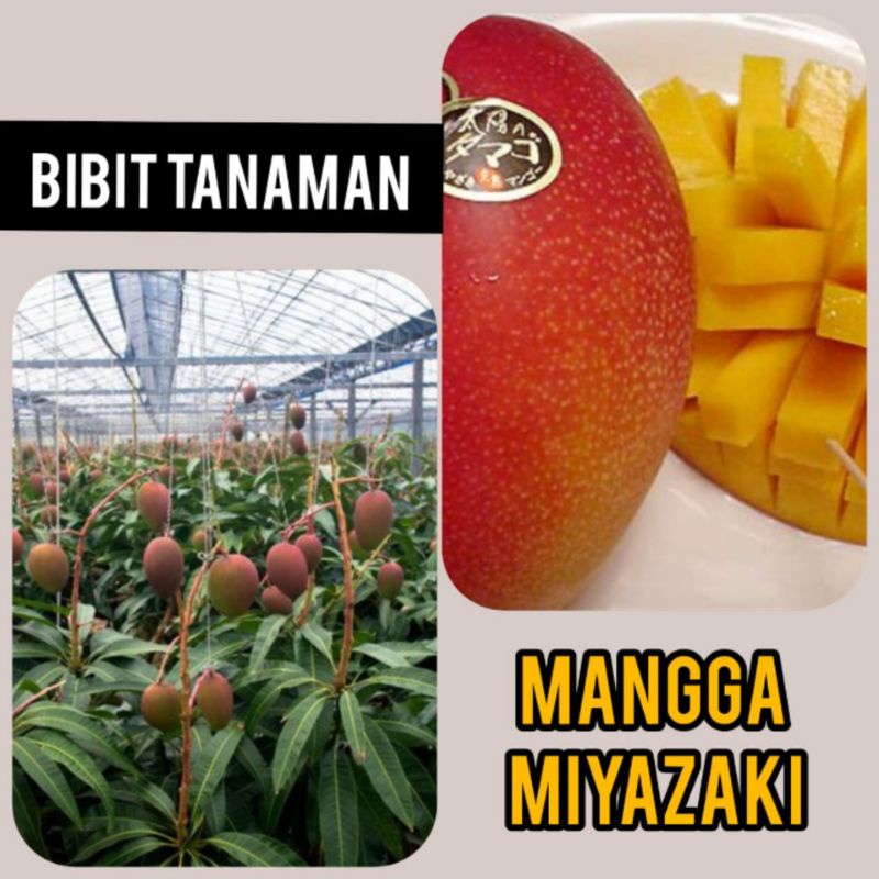 Bibit Mangga Miyazaki / miyazaki