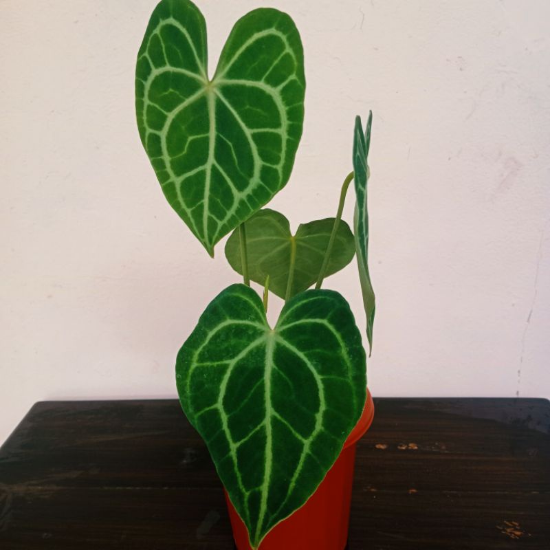 anthurium clarinervium