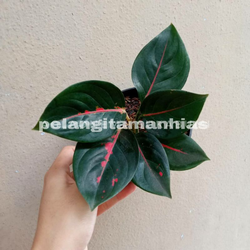 AGLAONEMA SUKSOM BATIK