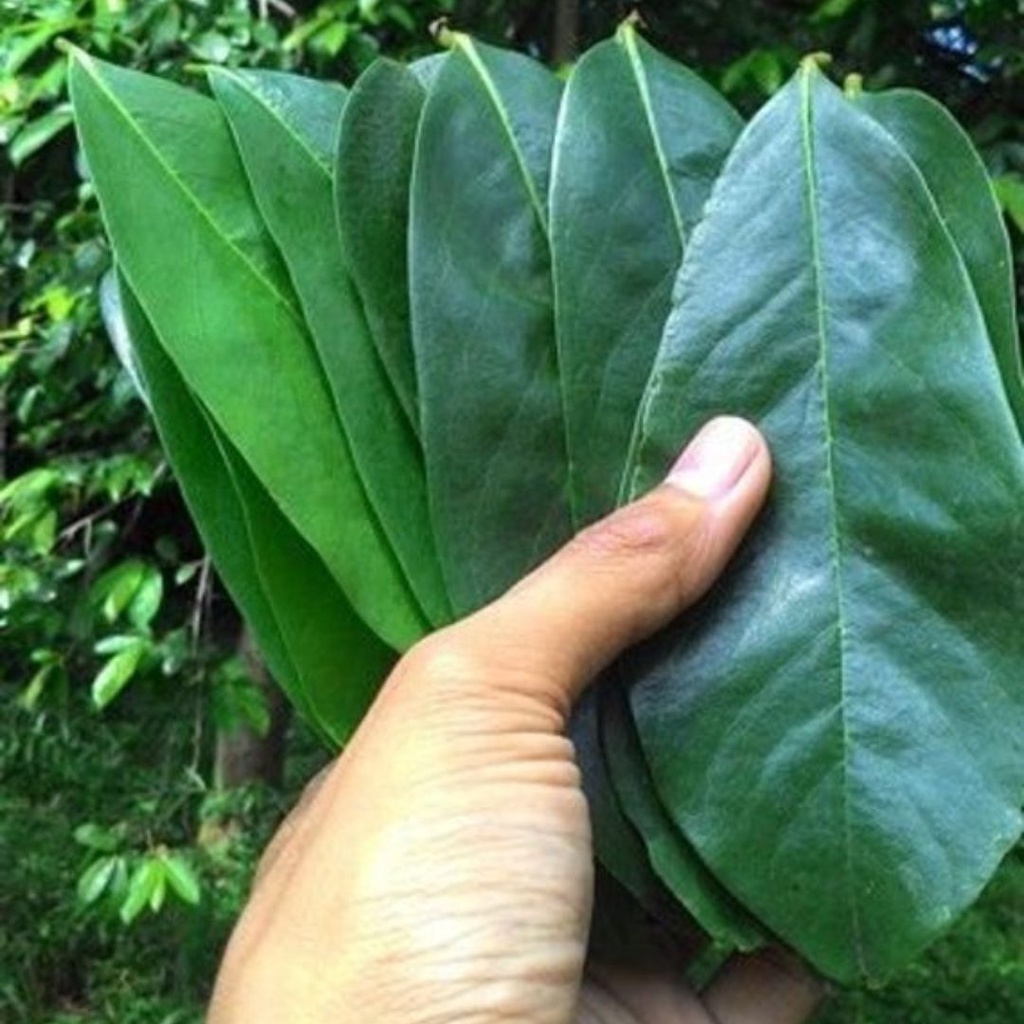 

Daun sirsak tua segar organik herbal alami 50 lembar