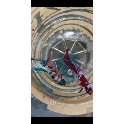 Ikan cupang red koi galaxy multicolour male jantan [ikan sesuai foto]