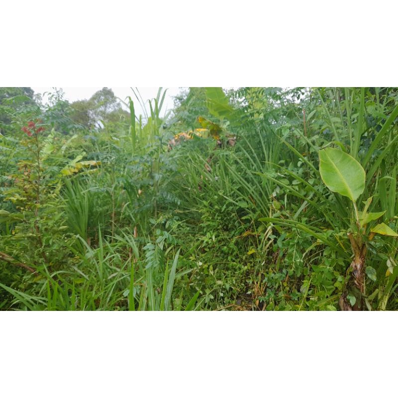 daun indigofera kering