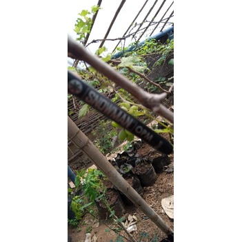 cutting anggur anjelika/trans bonus ninel