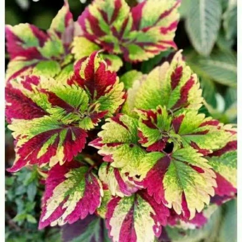 TANAMAN HIAS LANGKA MIANA ARMY