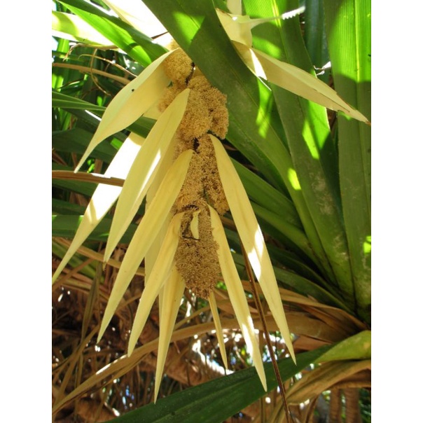 

Bunga pandan duri bunga pandan laut bunga dipetik dadakan untuk obat herbal