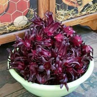 Benih Bibit Biji - Bunga Rosela Ungu Burgundy Roselle Flower Seeds - Kualitas SUPER