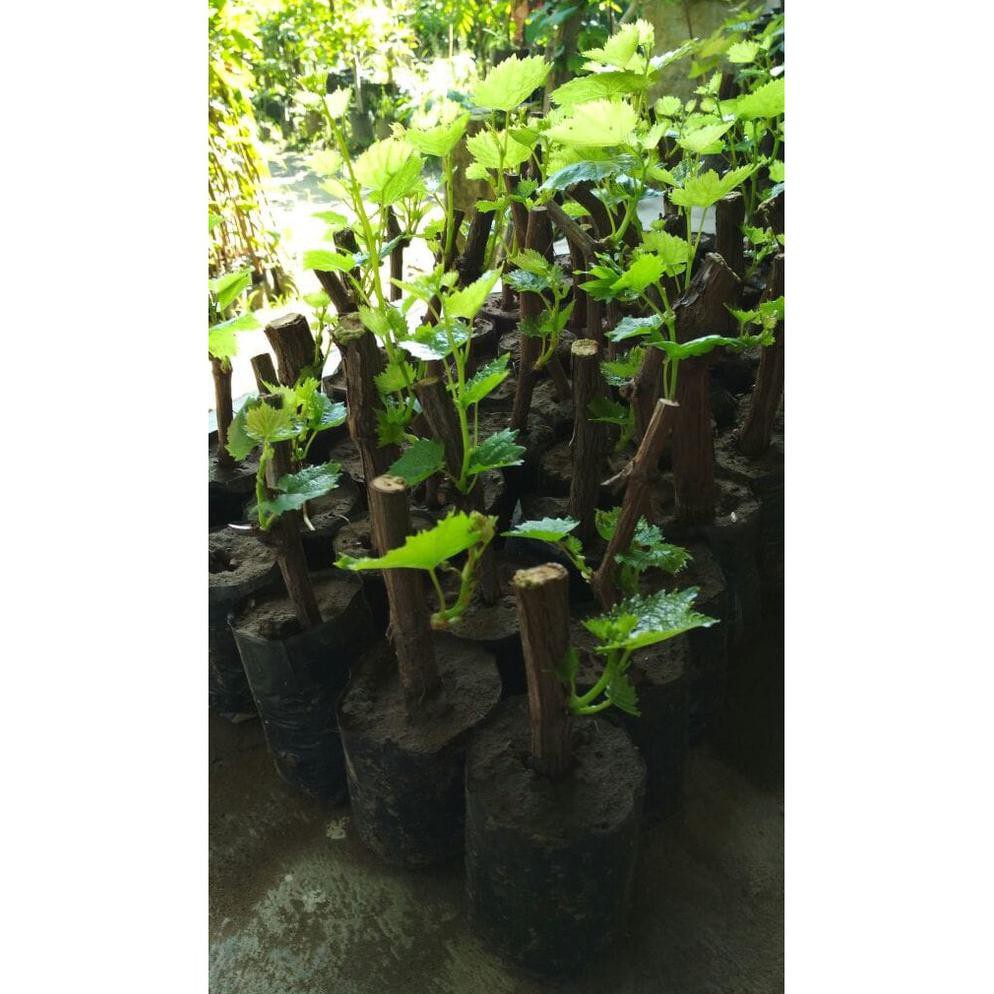 P@G BIBIT ANGGUR LOKAL CAROLINE