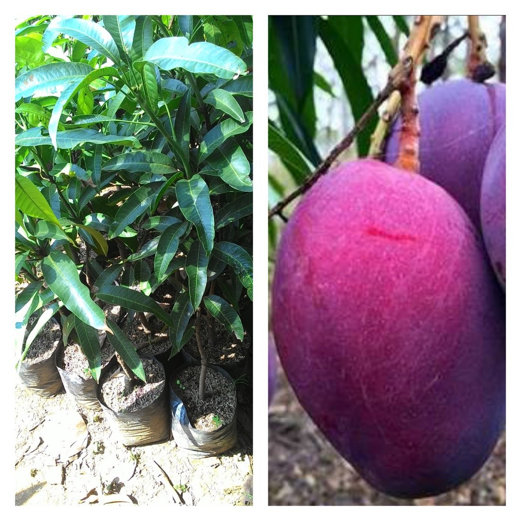 Bibit Mangga Irwin / Mangga King Purple Okulasi Cepat Berbuah (Jaminan Original)