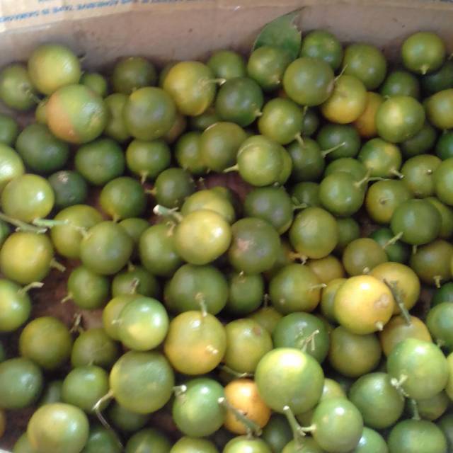 

Jeruk kasturi