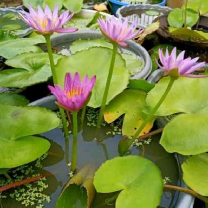 tanaman air teratai ungu + pot / baskom