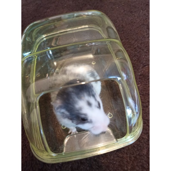 Rumah sauna transparant jumbo hamster