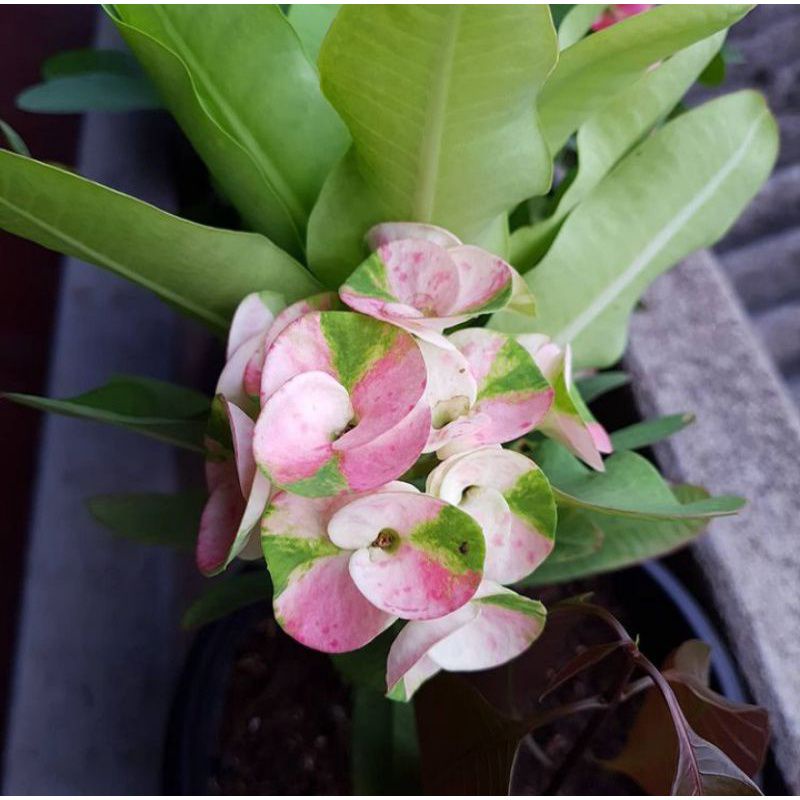 PROMO!!! TANAMAN HIAS EUPHORBIA // PINK BERCAK GREEN