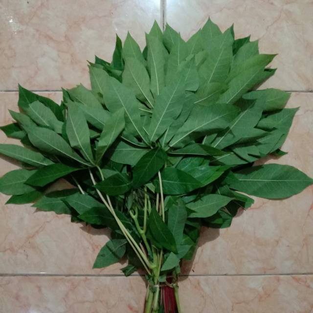 

Daun singkong