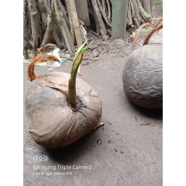 bahan bonsai kelapa/ tunas kelapa