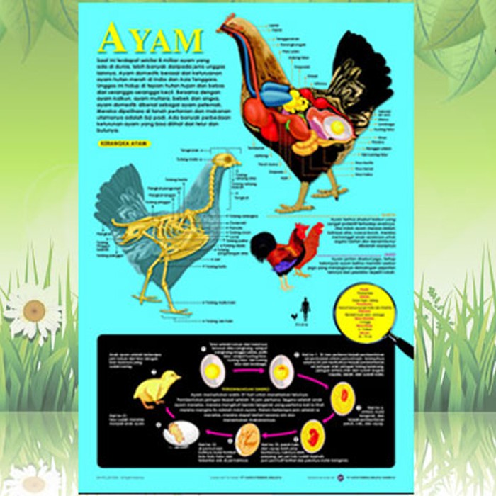 Poster Anatomi Hewan ( Ayam )