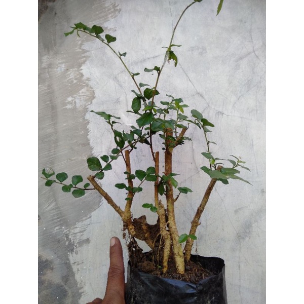 bahan bonsai serut hidup