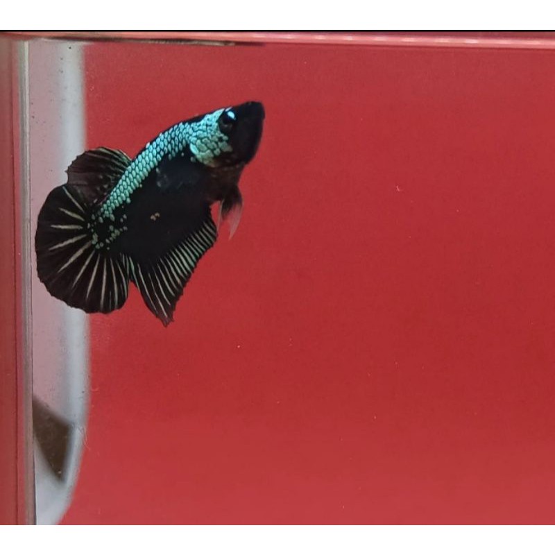 cupang black samurai