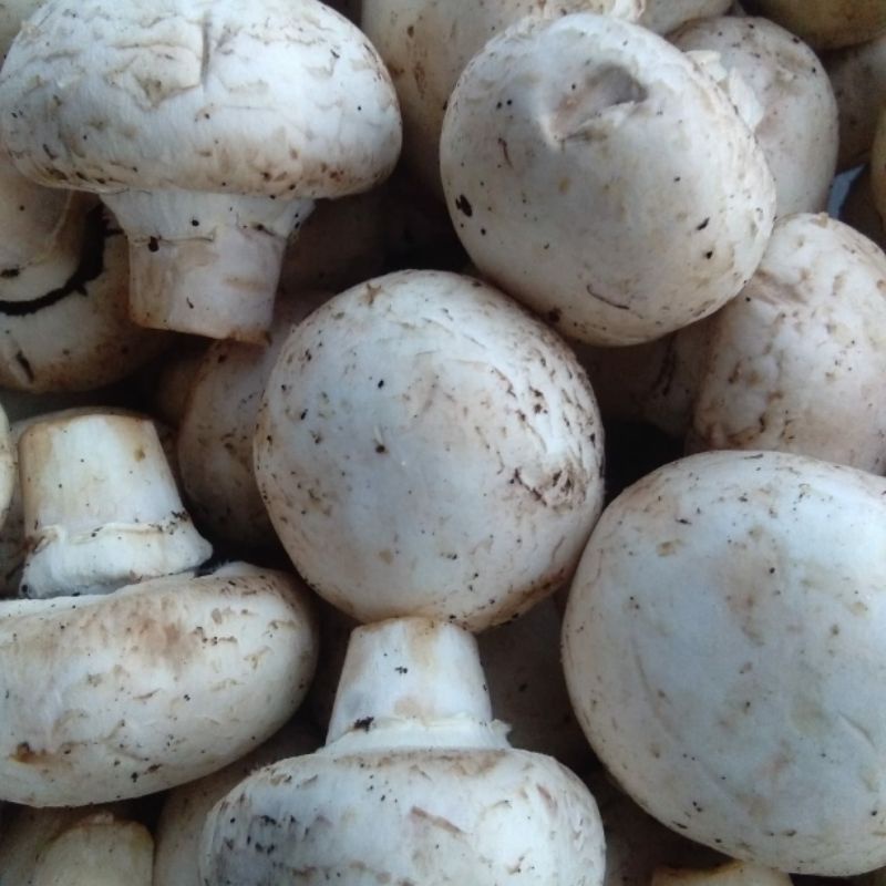 

jamur campinon