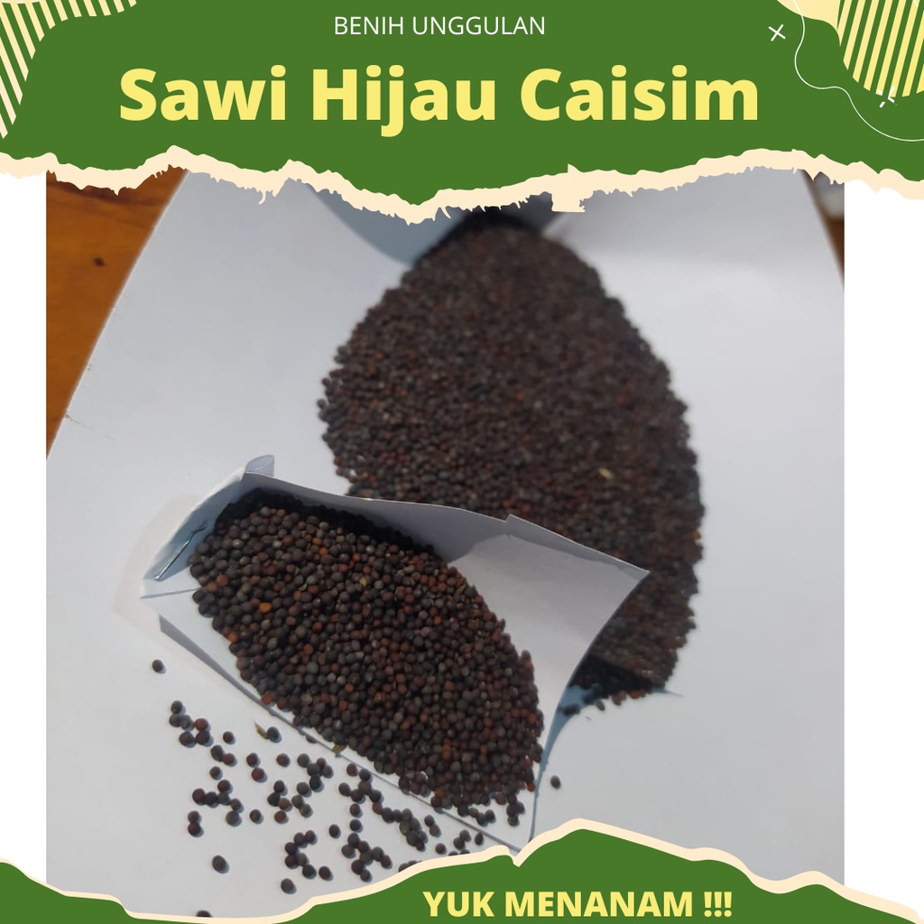 500 Gram - Benih Sawi Hijau Sawi Caisim SUPER baru Panen