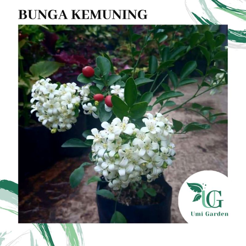 5 Biji Benih Bunga Melati Kemuning Jepang Harum