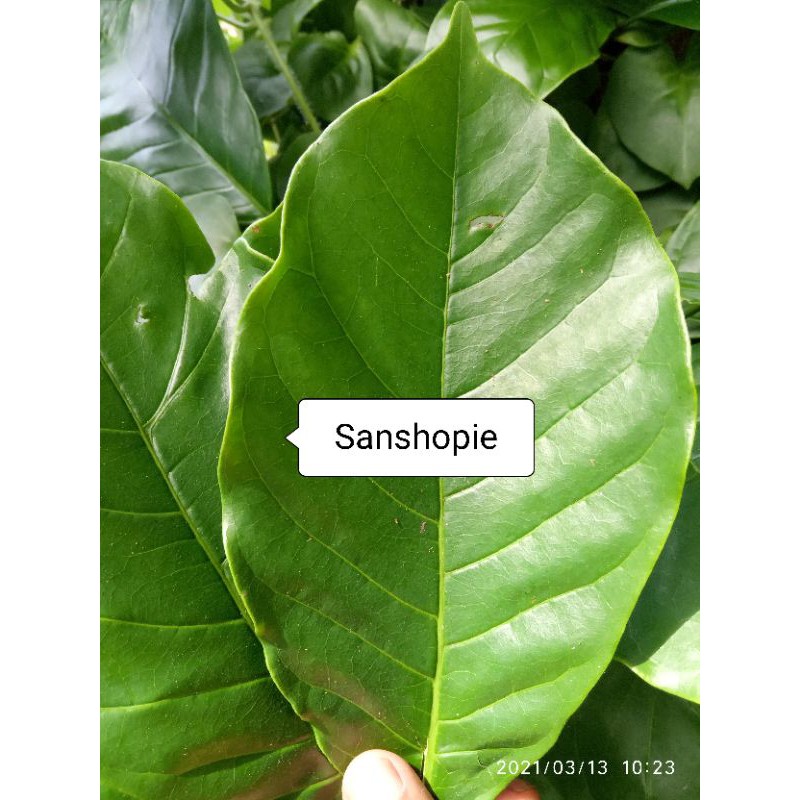 

Daun pohon kopi segar organik 1 kg