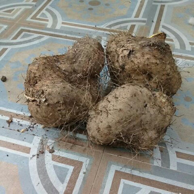 

Umbi gadung segar 1kg