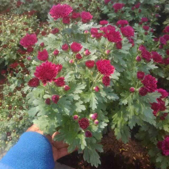 Bunga Aster/Krisan Jumbo (ungu)