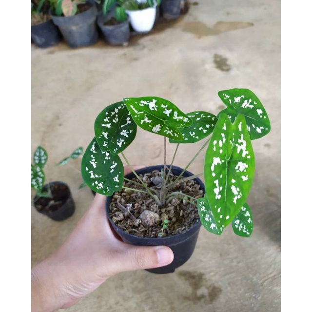 KELADI LILIPUT /Keladi mini