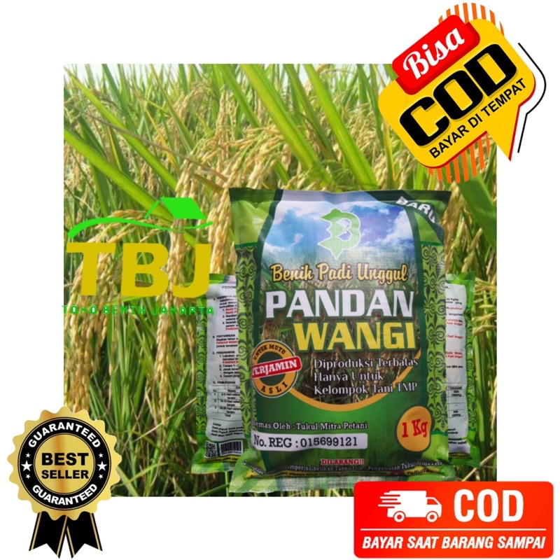 Benih Bibit Padi Pandan Wangi Lokal Preum