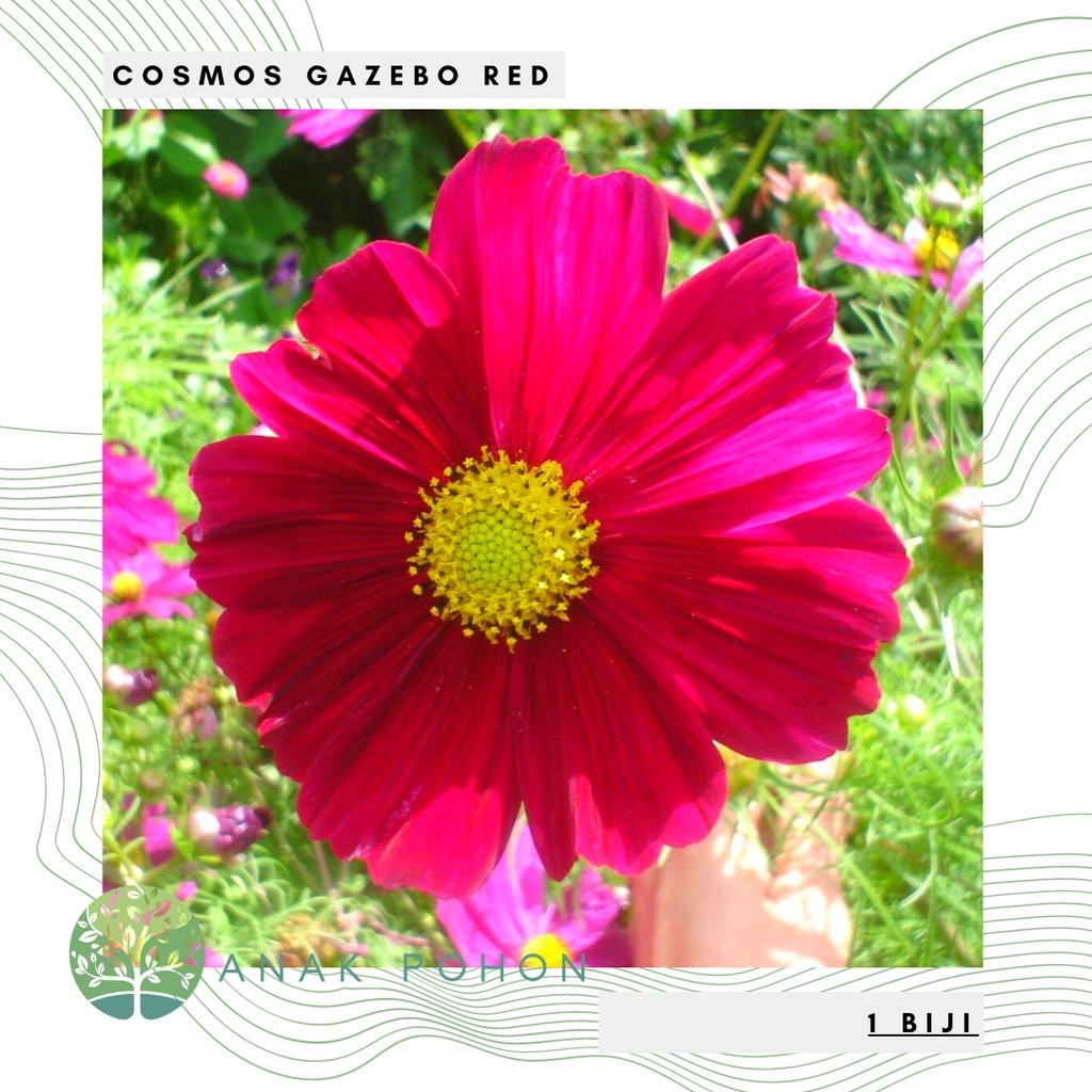 Benih Bibit Biji - Bunga Cosmos Gazebo Red Merah Flower Seeds - IMPORT