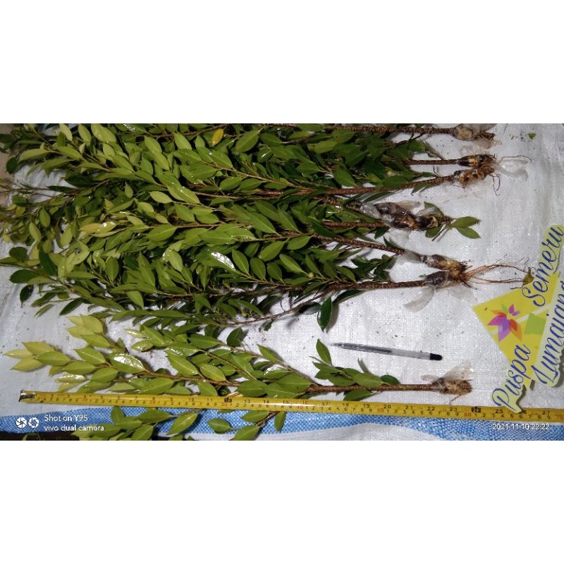 12 biji Bibit kimeng paket isi 12 biji ukuran pensil atau Roko mild panjang 60 cm