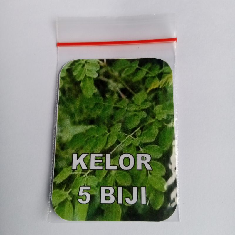 Biji Kelor Benih Kelor Biji Daun Kelor Siap Semai