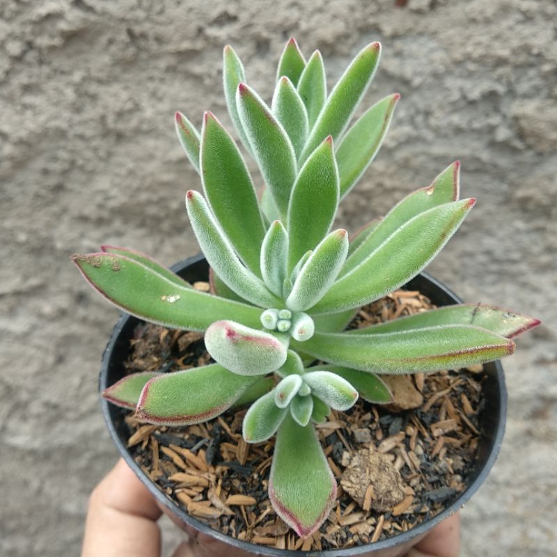 Echeveria Pulvinata | DP 10cm | Sukulen