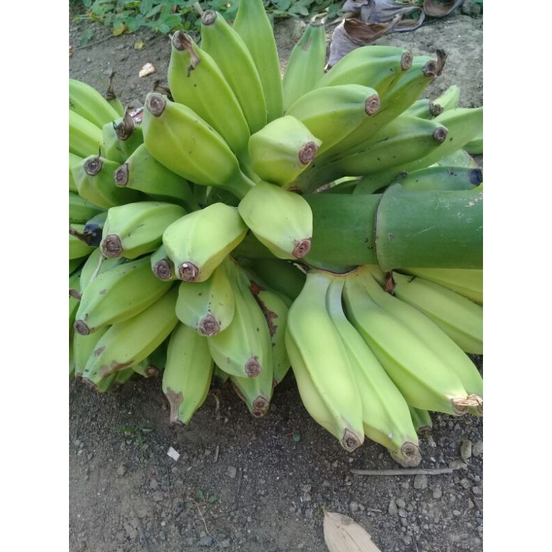 Buah Pisang Batu Muda Pisang Klutuk Pisang Biji 1kg Shopee Indonesia
