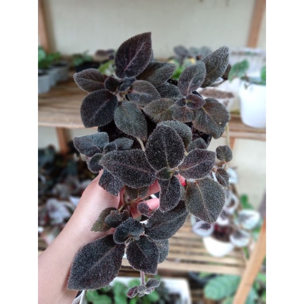 Tanaman Bunga Episcia Import Chocolate Velour Tanaman Bunga Episcia Chocolate Velour