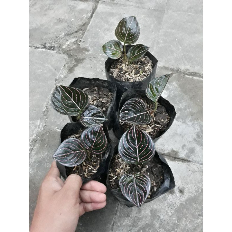 Aglonema rotundum aceh / rotundum / rotundum aceh / rotundum lokal