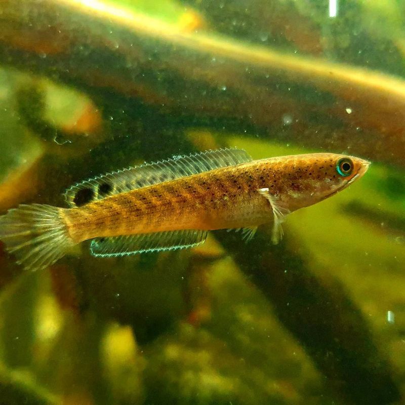 channa blue bengal 5-6-7cm MURAH (GARANSI BLUE BENGAL)