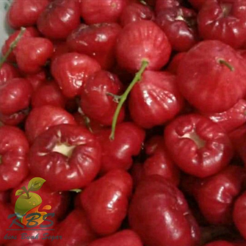 

jambu air rujak 1kg