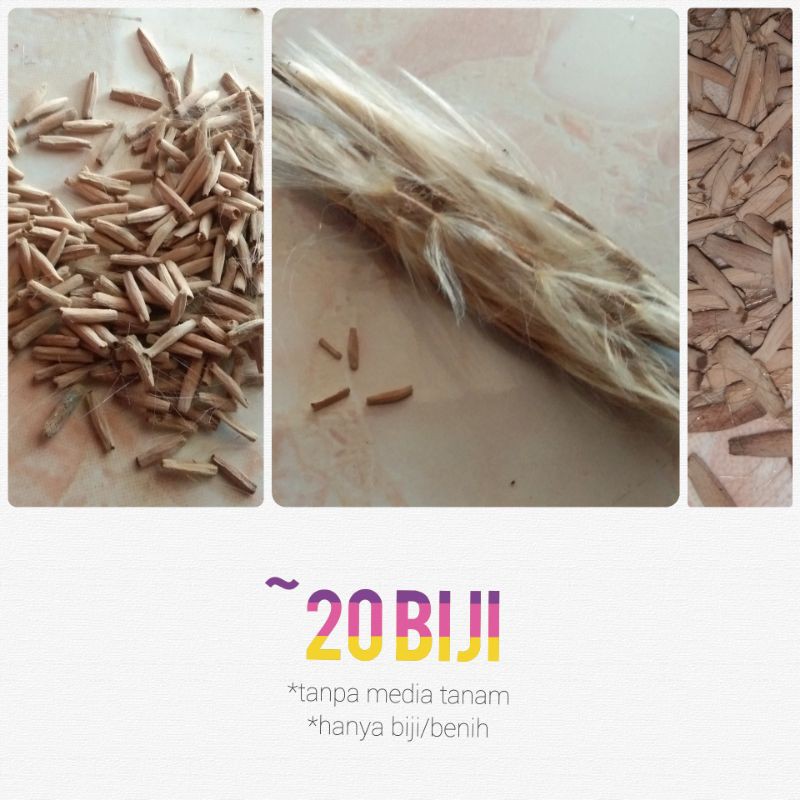 BIJI BENIH ADENIUM / KAMBOJA JEPANG MURAH