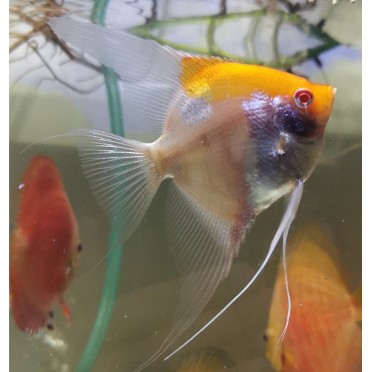 Indukan Manfish ARC Albino Red Cap atau RCA Red Cap Albino koi. cocok untuk aquarium aquascape