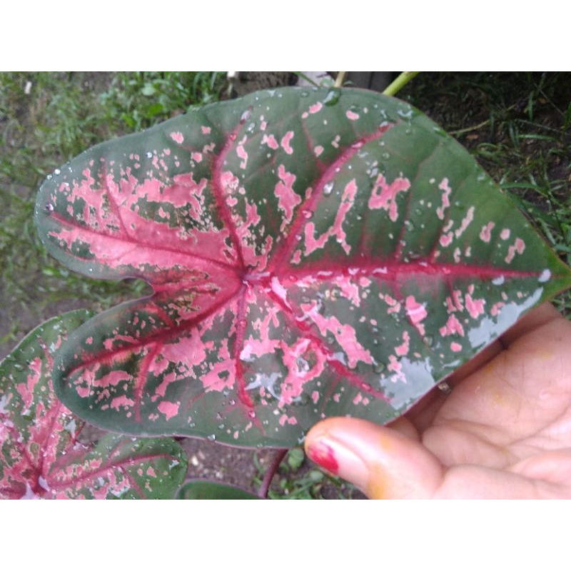keladi caladium Carolin worton