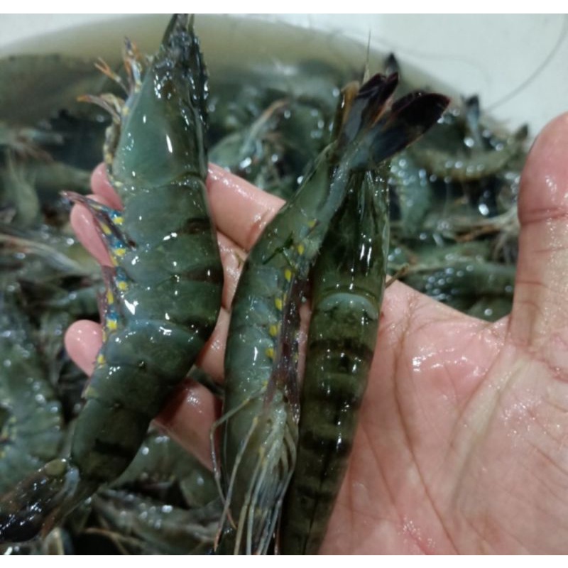 

Udang Windu Tiger Pancet Size 30-35 Fresh 1kg