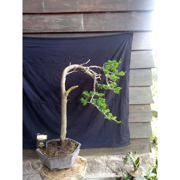 bonsai jadi cemara cinensis..gaya bunjin