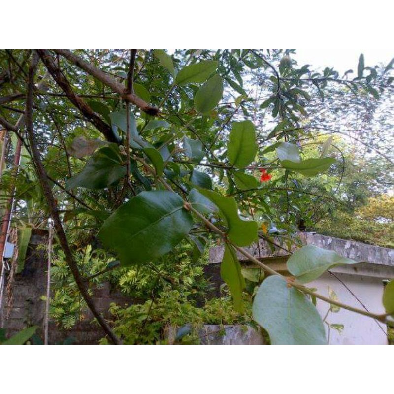 

BENALU DELIMA KERING HIJAU 1000 GRAM (PREMIUM QUALITY)