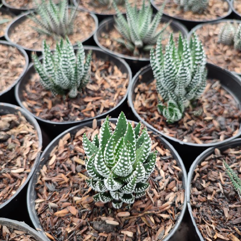 Haworthia Reinwardti | DP 10cm