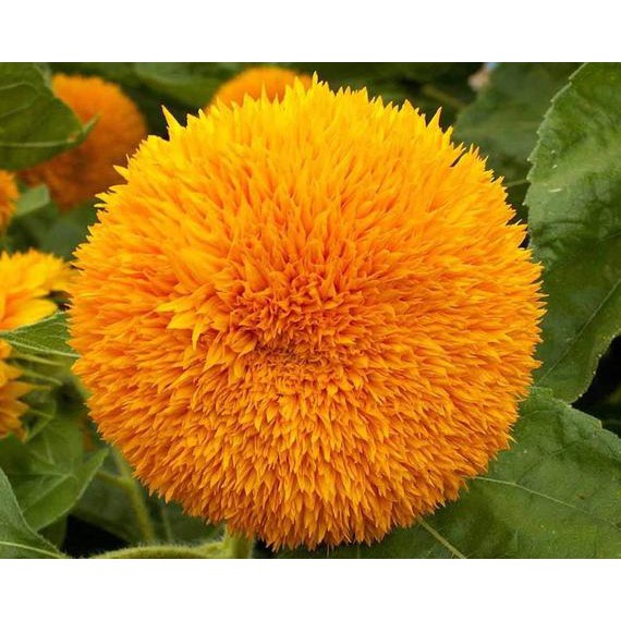 Benih Bibit Biji - Bunga Sunflower Teddy Bear Bunga Matahari Kelopak Gembul Flower Seeds - IMPORT