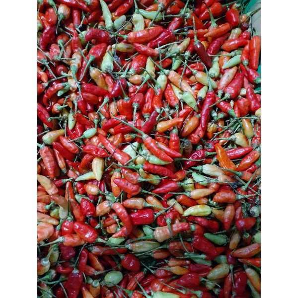 

CABAI RAWIT MERAH SETAN SEGAR