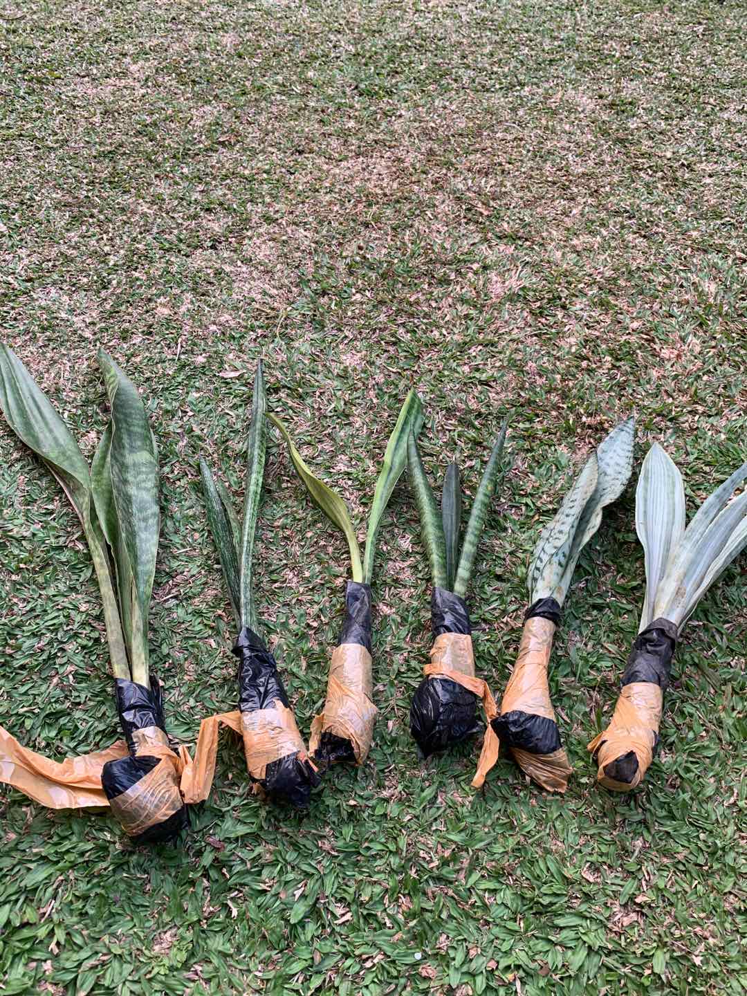 Tanaman Hias 7 Paket Sansivera